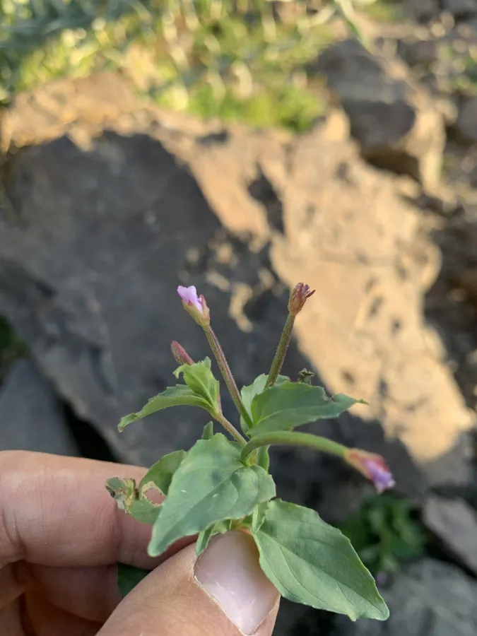 Epilobium ponticum
