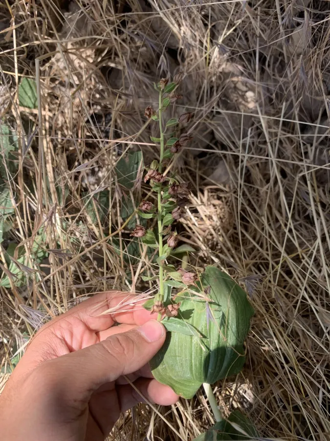 Epipactis helleborine