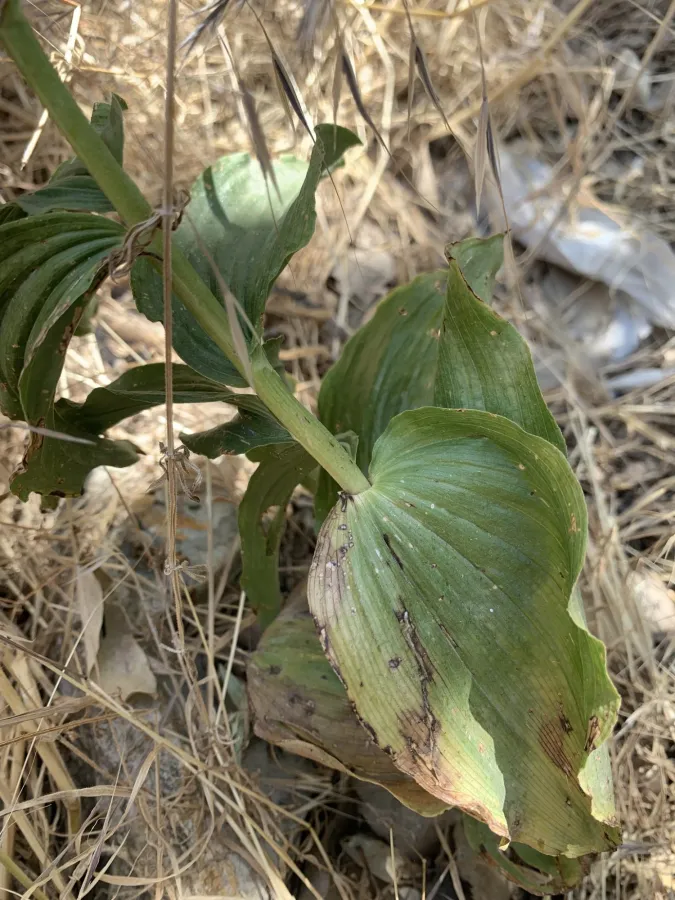 Epipactis helleborine