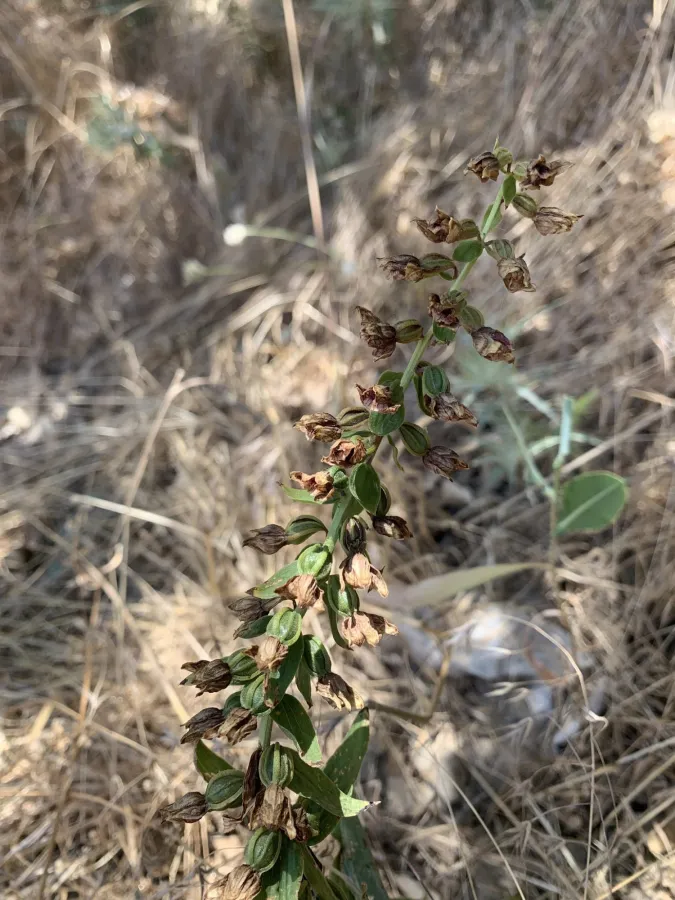Epipactis helleborine