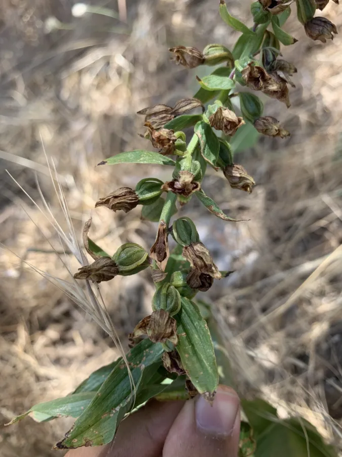 Epipactis helleborine