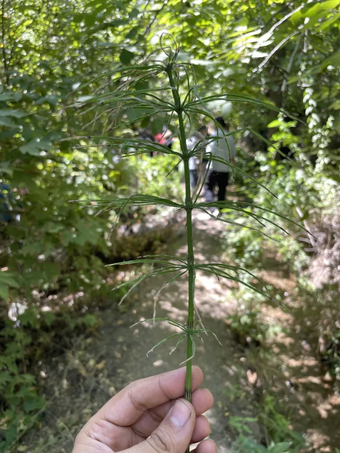 Equisetum arvense