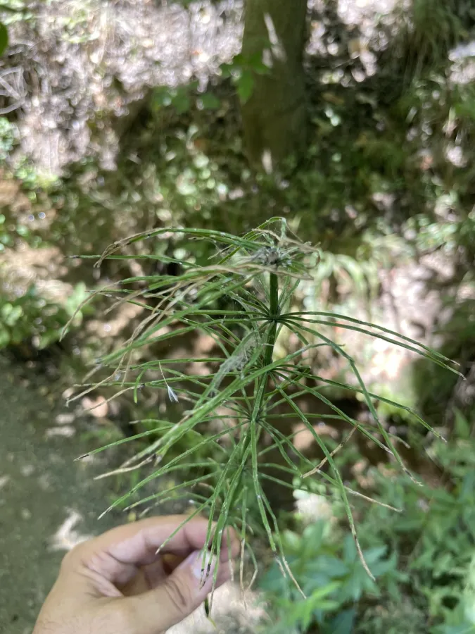 Equisetum arvense