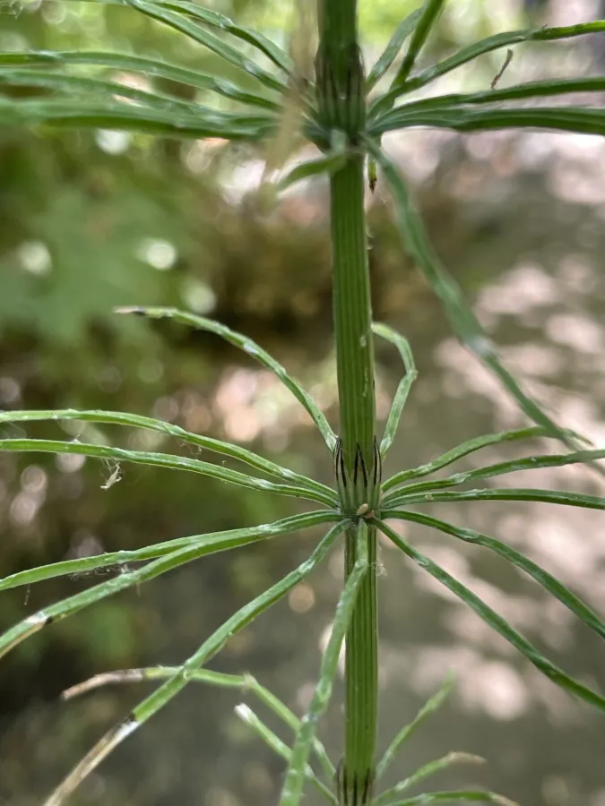 Equisetum arvense