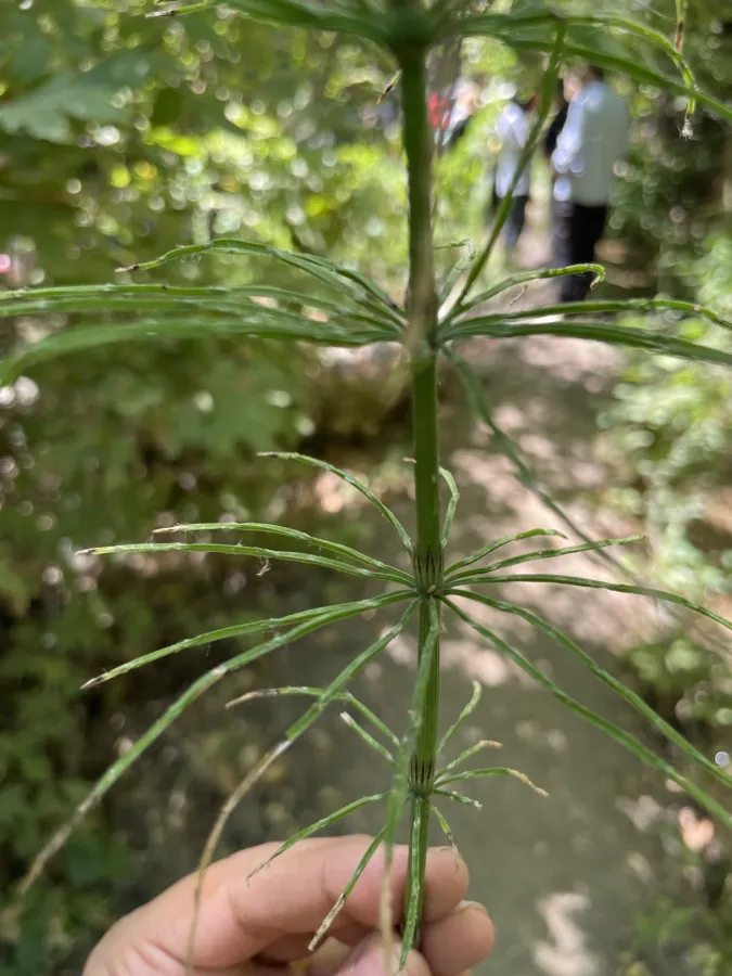 Equisetum arvense