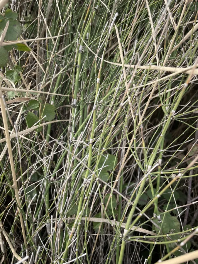 Equisetum ramosissimum