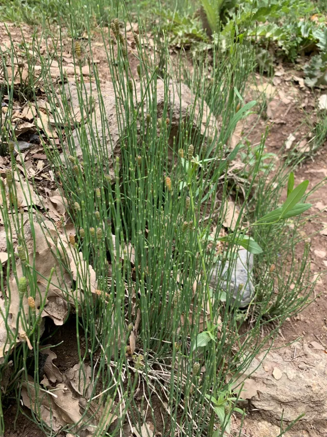 Equisetum ramosissimum