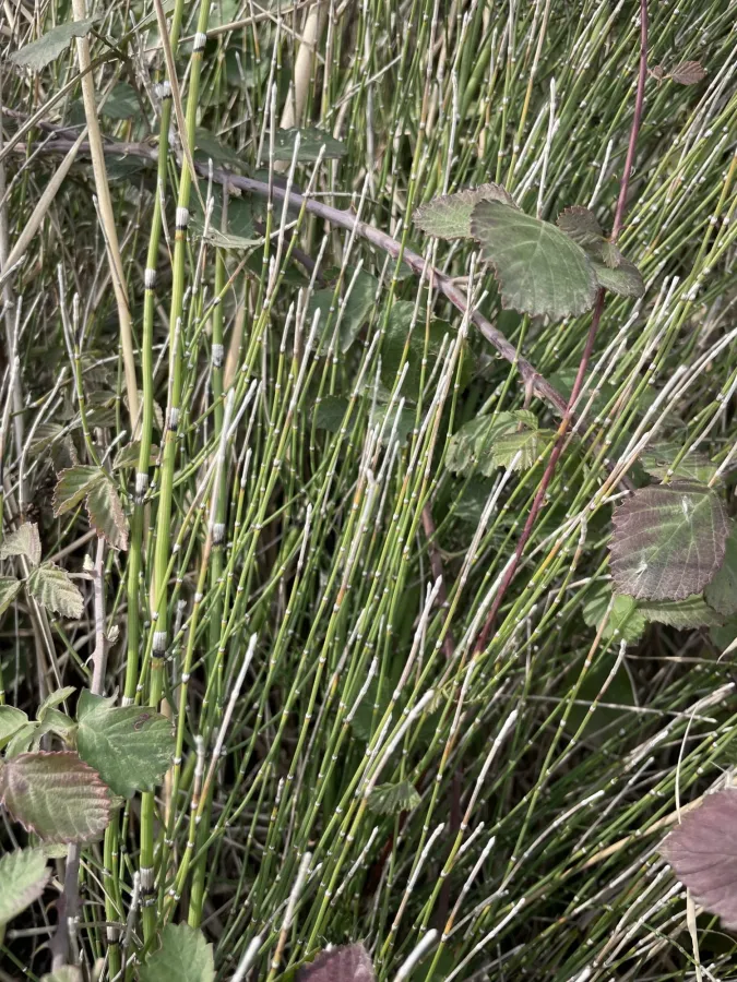 Equisetum ramosissimum