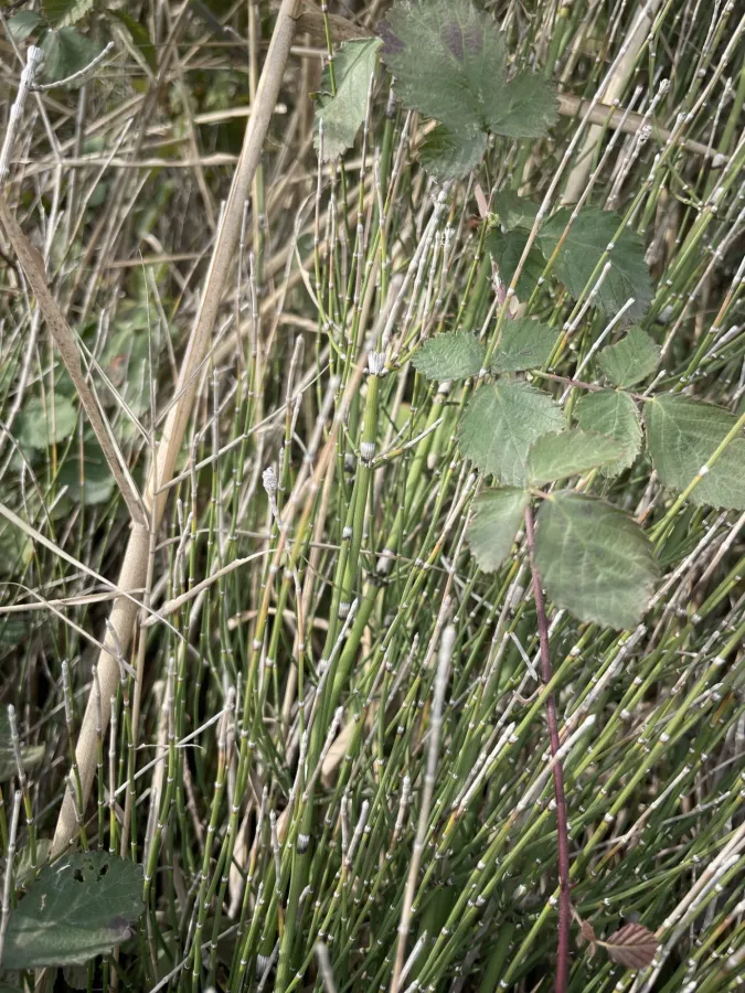 Equisetum ramosissimum