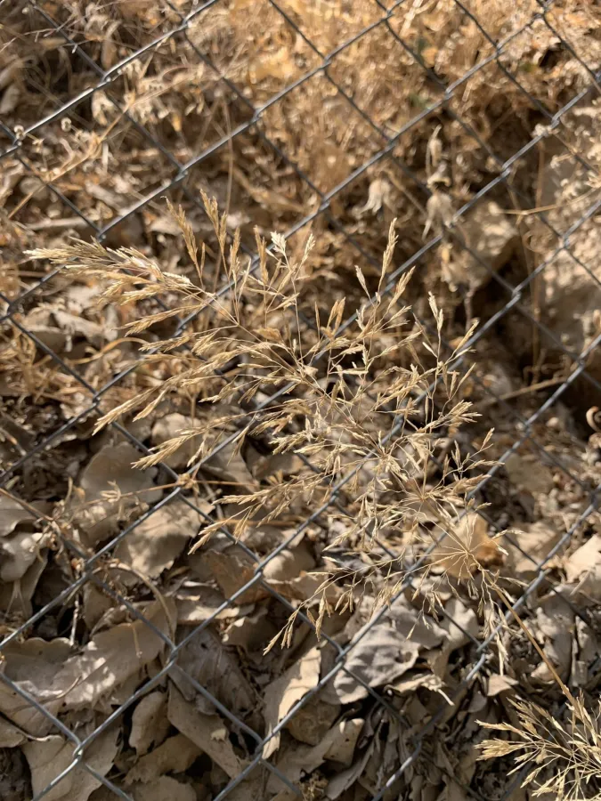 Eragrostis barrelieri