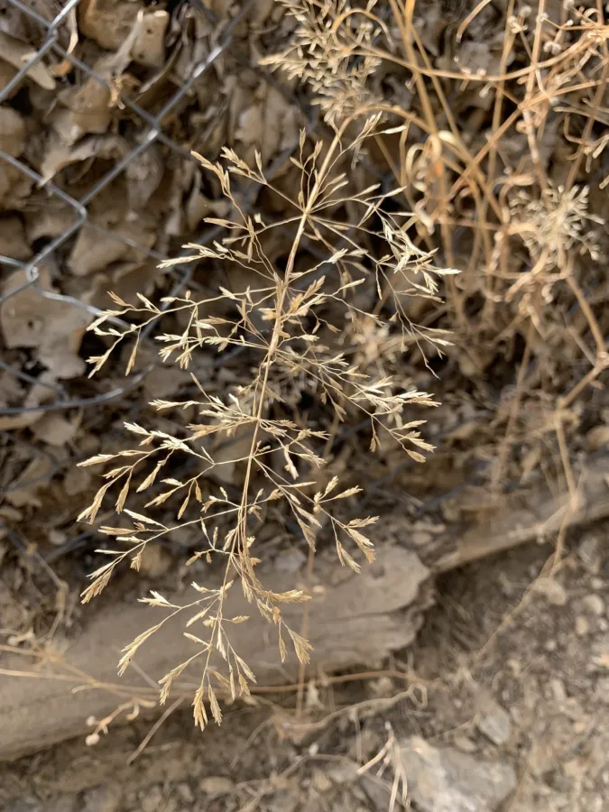 Eragrostis barrelieri