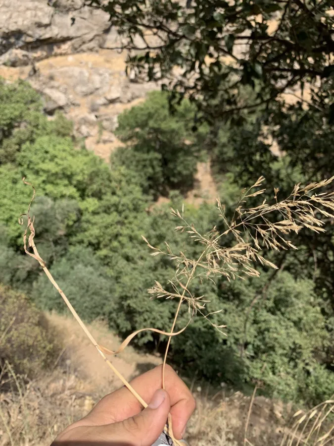 Eragrostis barrelieri
