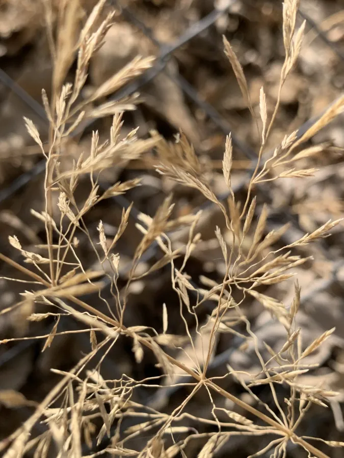 Eragrostis barrelieri