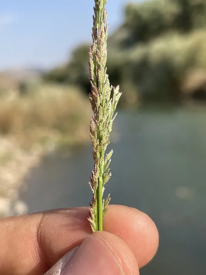 Eragrostis japonica