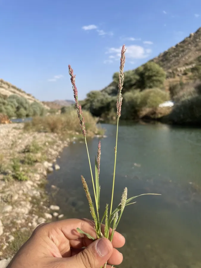 Eragrostis japonica