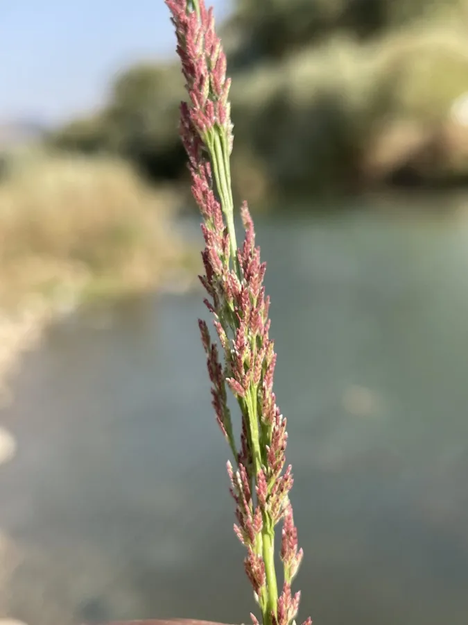 Eragrostis japonica