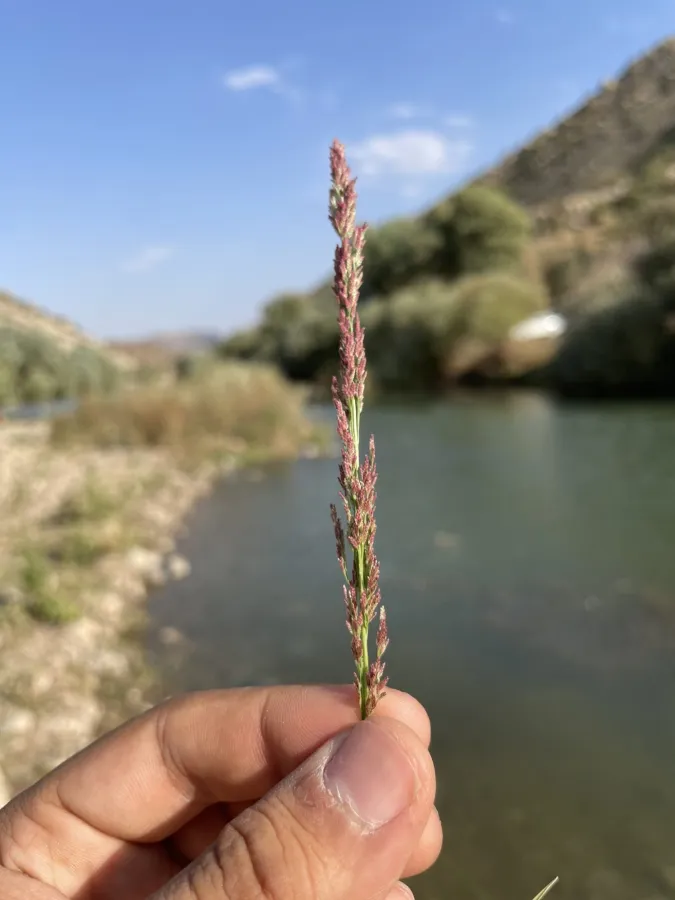 Eragrostis japonica