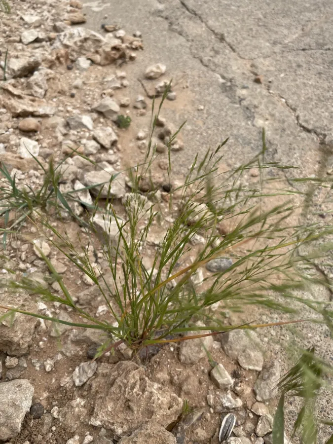 Eragrostis minor