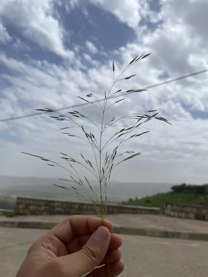 Eragrostis minor
