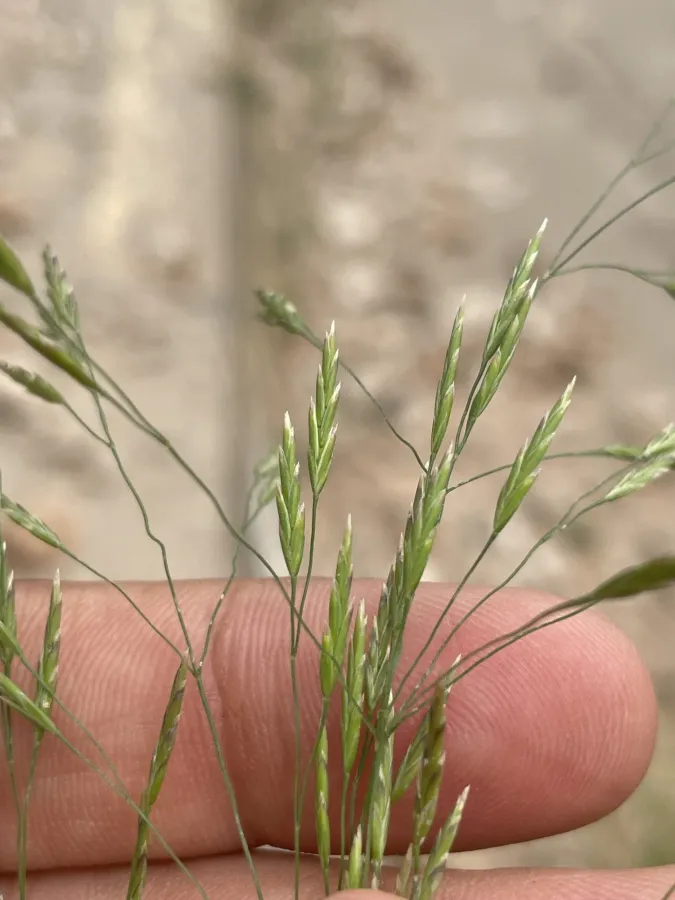 Eragrostis minor