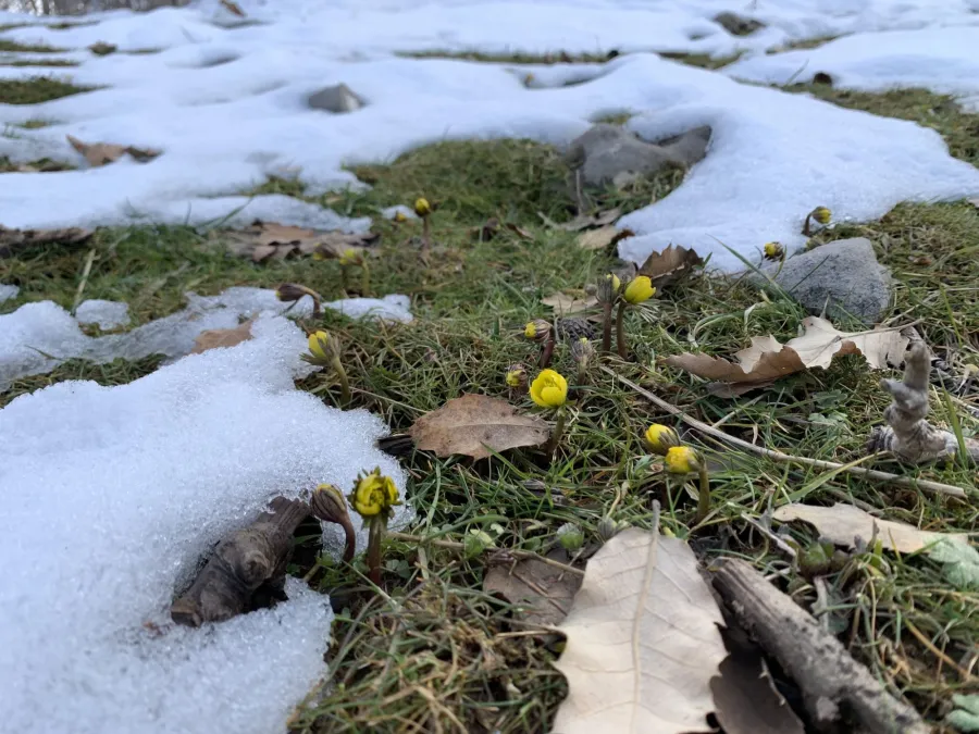 Eranthis cilicica