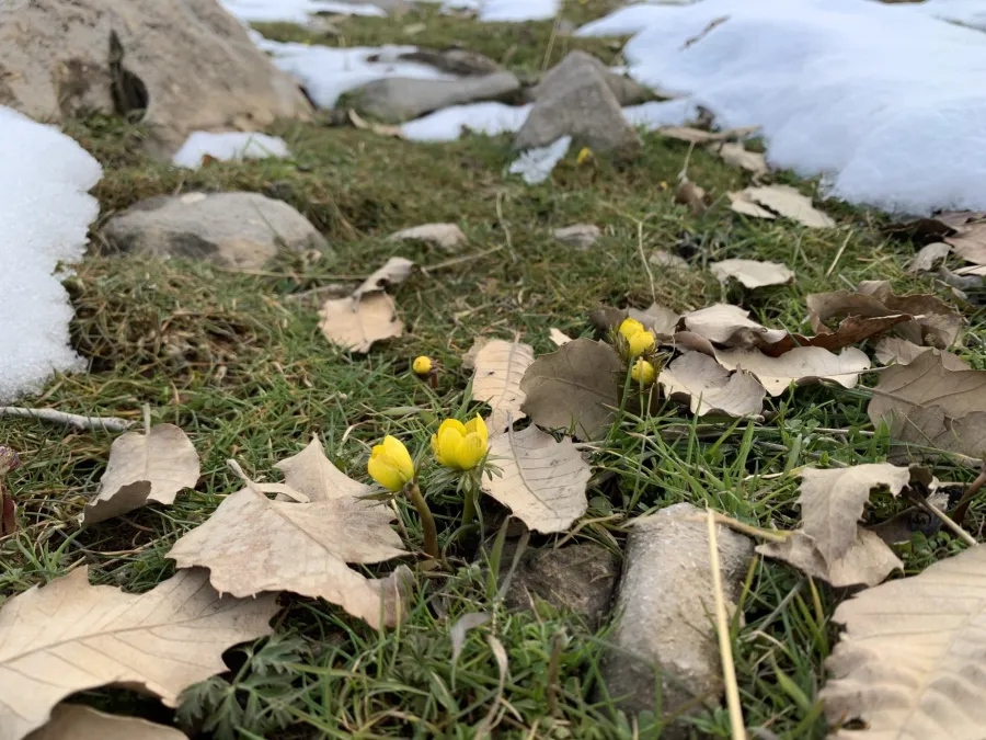 Eranthis cilicica