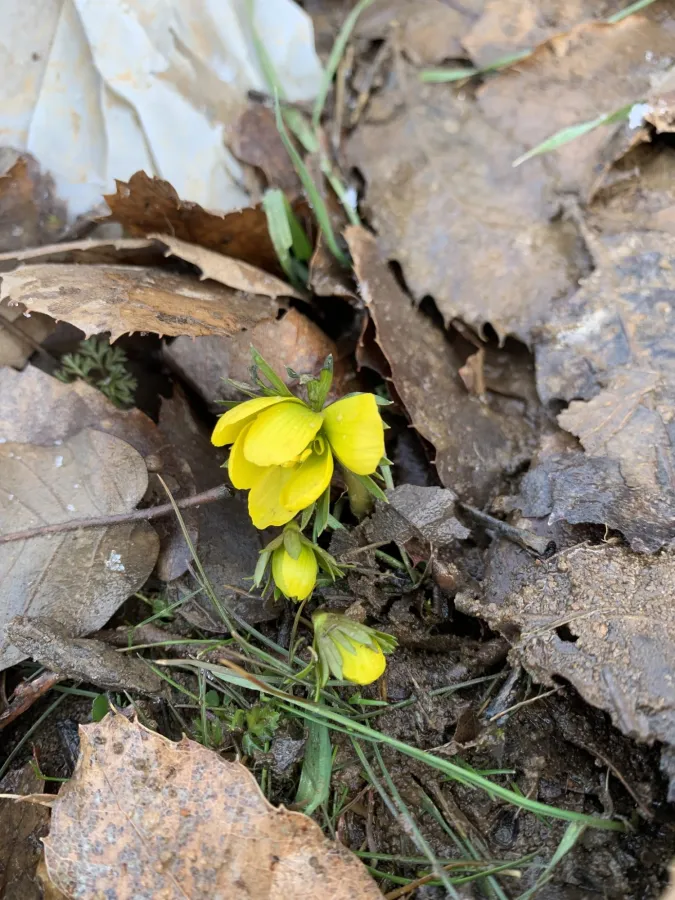 Eranthis cilicica