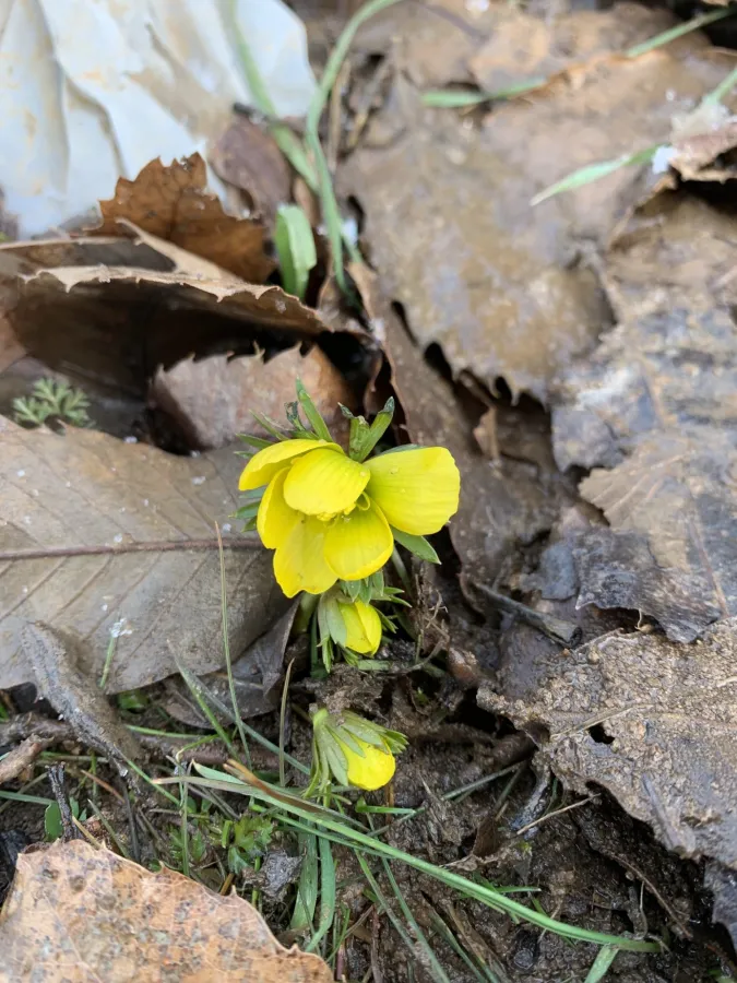 Eranthis cilicica