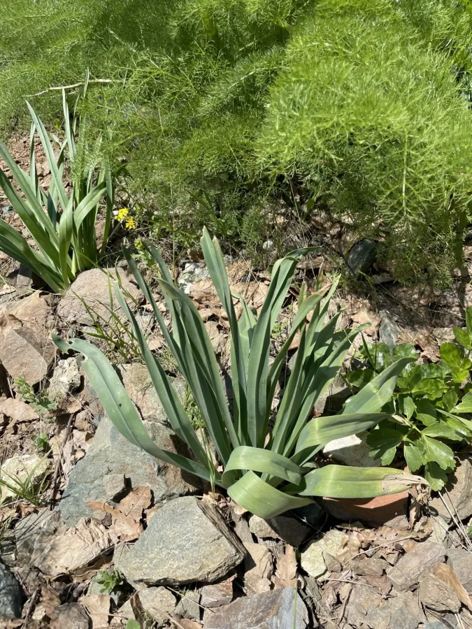 Eremurus spectabilis