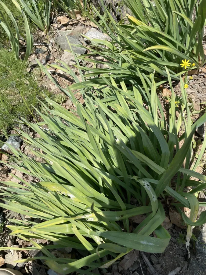 Eremurus spectabilis