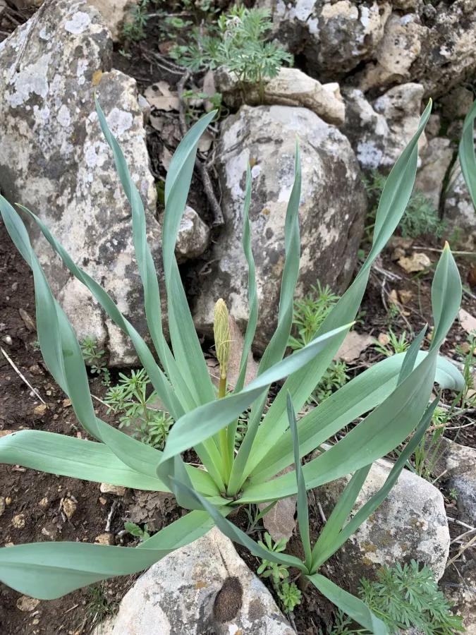 Eremurus spectabilis