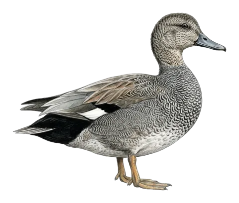 Gadwall