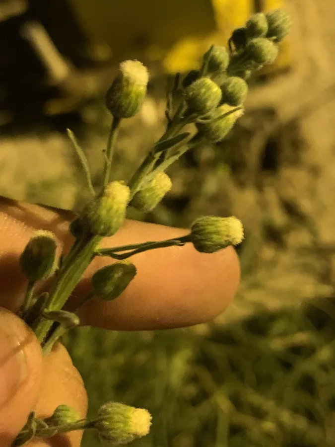 Erigeron bonariensis