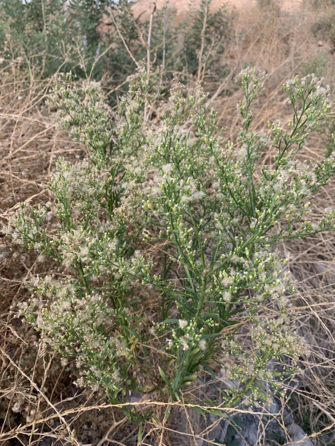 Erigeron canadensis