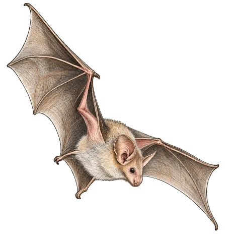 Lesser mouse-tailed bat