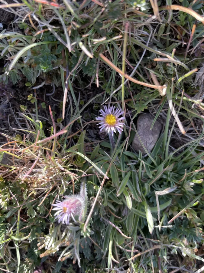 Erigeron uniflorus