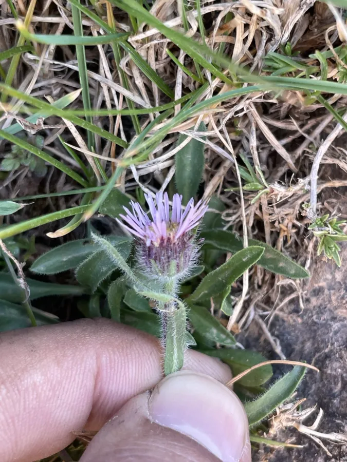 Erigeron uniflorus