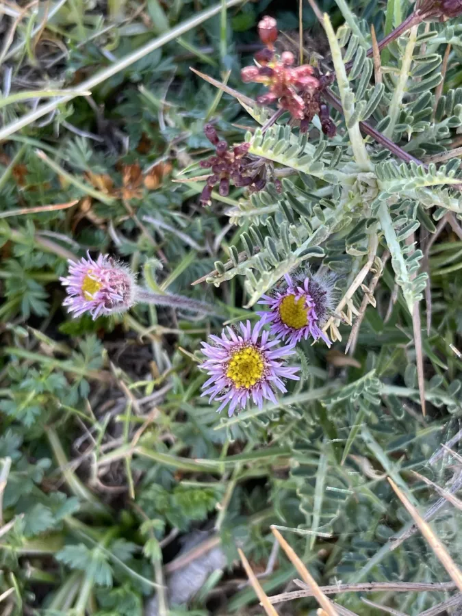 Erigeron uniflorus