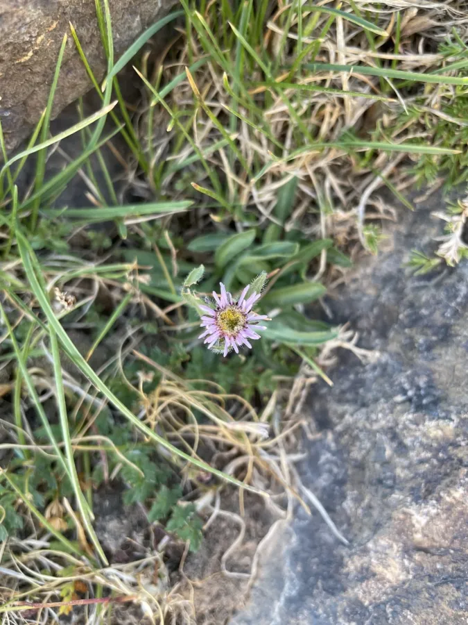 Erigeron uniflorus