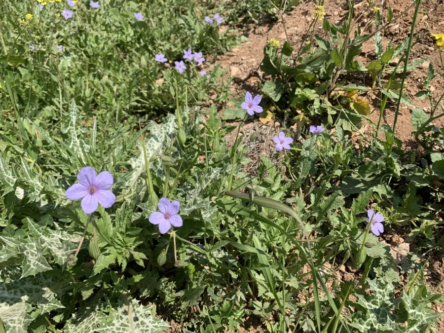 Erodium gruinum