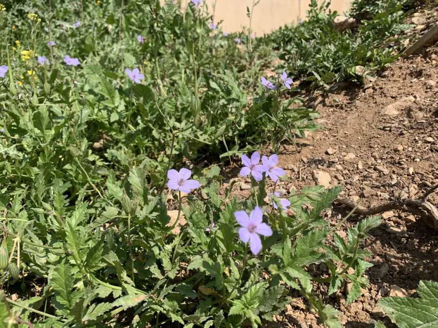 Erodium gruinum