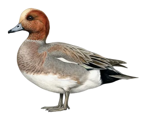 Eurasian Wigeon