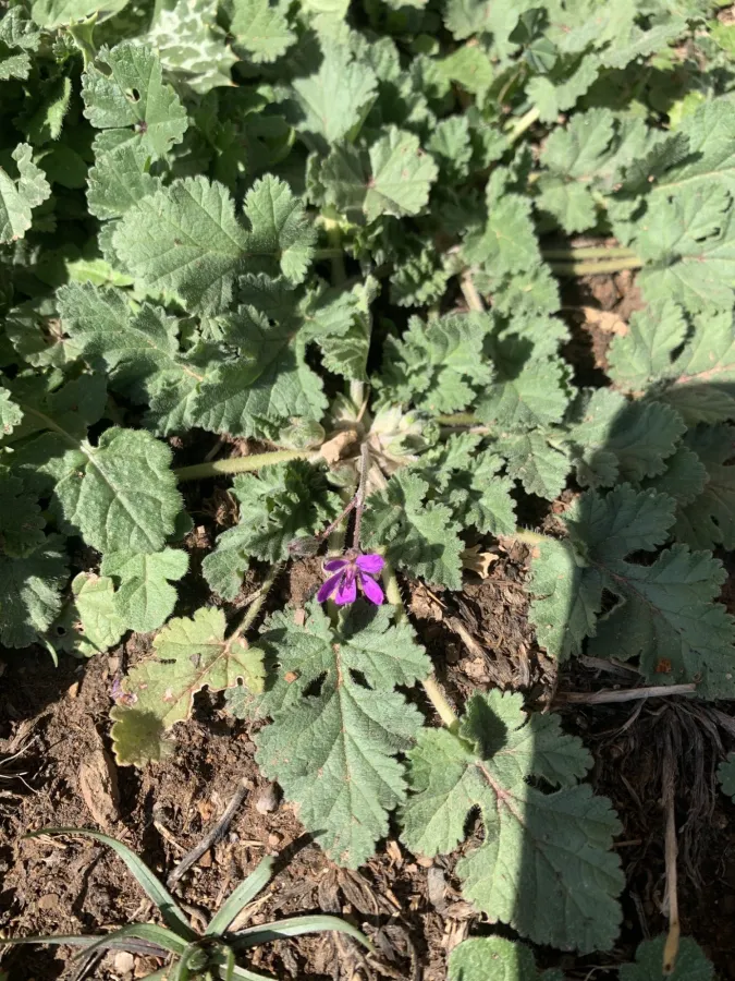Erodium malacoides