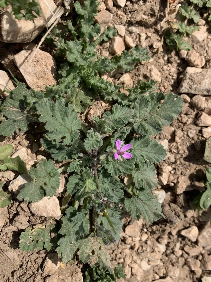 Erodium malacoides