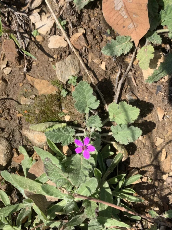 Erodium malacoides