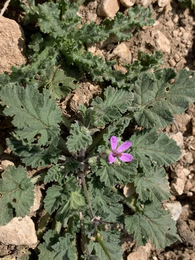Erodium malacoides