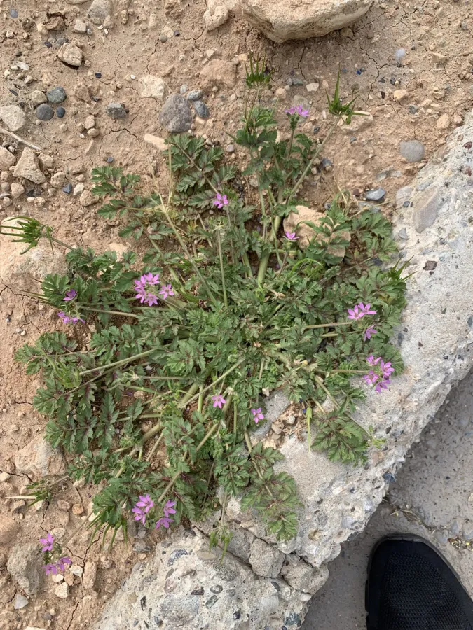 Erodium moschatum