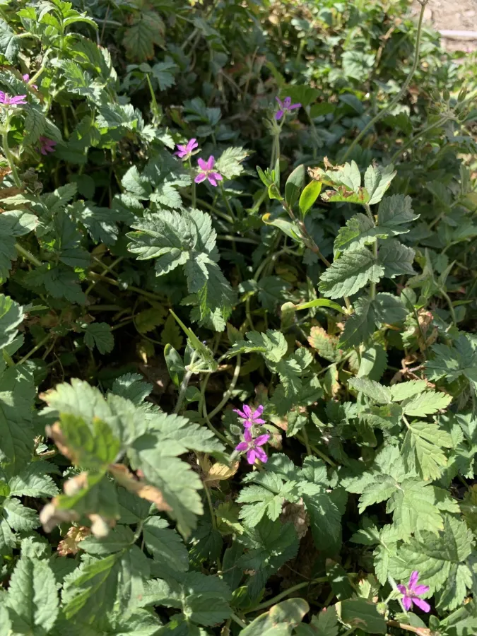 Erodium moschatum