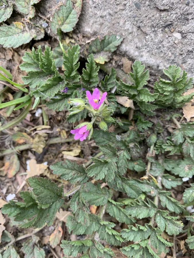 Erodium moschatum