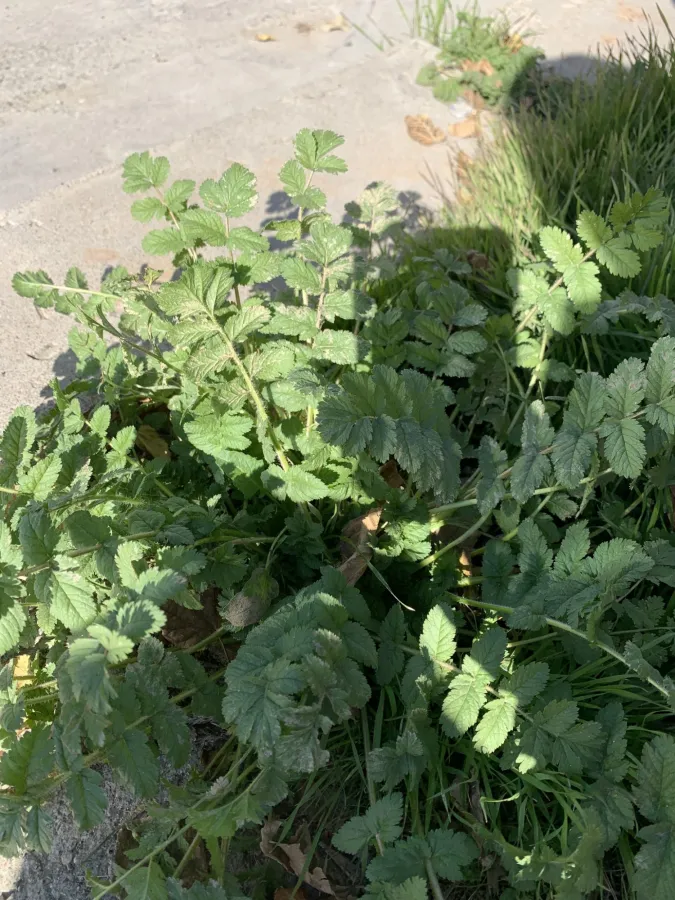 Erodium moschatum